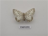 藏品(尺蛾105)的圖片